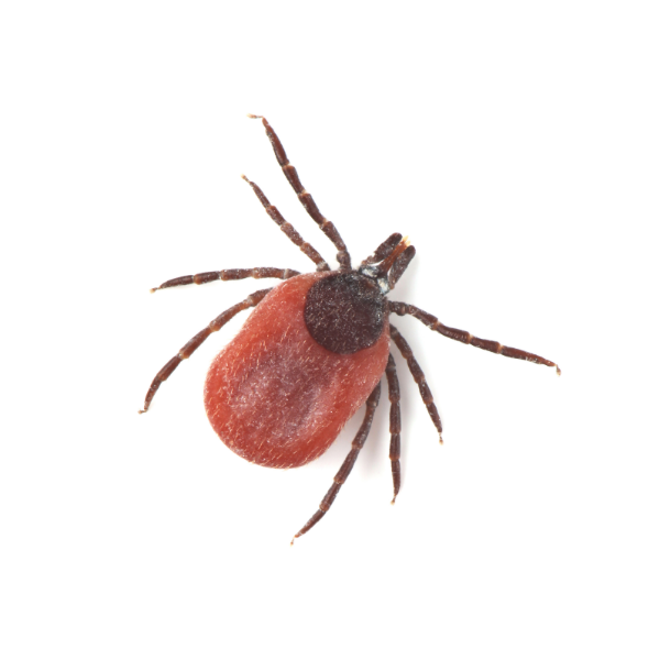 Deer Tick identification in Kalamazoo |  Griffin Pest Solutions