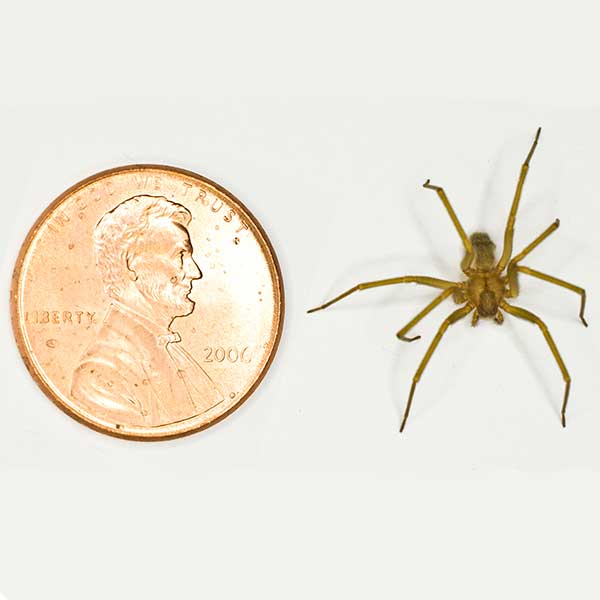Desert Brown Spider identification in Kalamazoo |  Griffin Pest Solutions