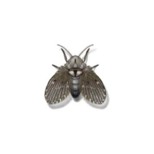 Drain Fly identification in Kalamazoo |  Griffin Pest Solutions