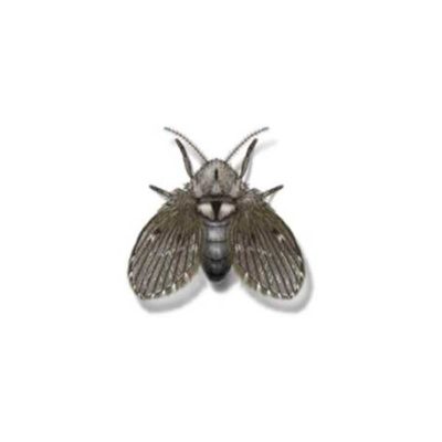 An illustration of a drain fly on a white background