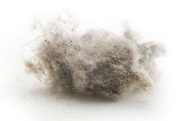 Clump of rat hair - signs you have a pest infestation