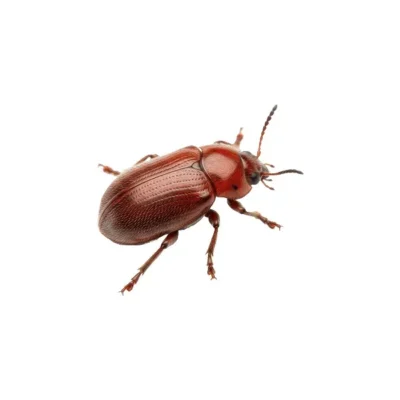 Drugstore Beetle isolated on a white background