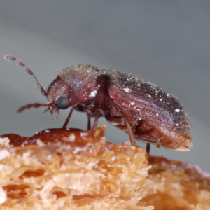 Drugstore Beetle identification in Kalamazoo |  Griffin Pest Solutions