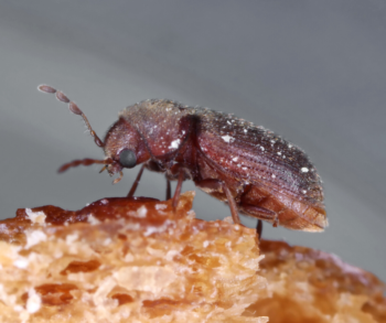 A closeup of a drugstore beetle crawling on food