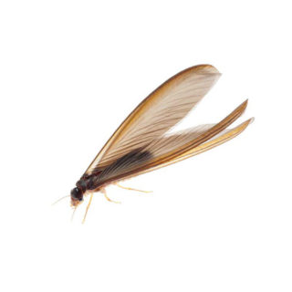 Drywood Termite identification in Kalamazoo | Griffin Pest Solutions