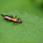 Earwigs eat what they can including plants