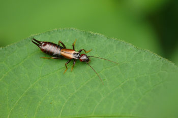 Earwigs eat what they can including plants
