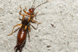 earwig