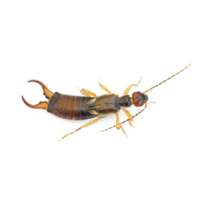An earwig on a white background
