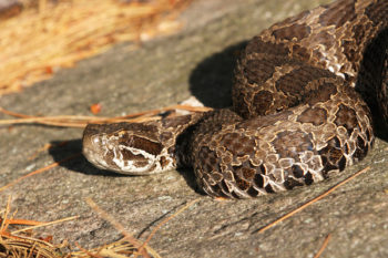 closeup of an Eastern Massasauga snake