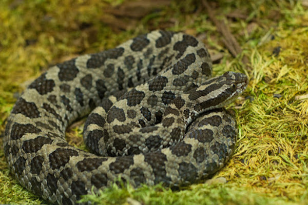 eastern massasauga snake