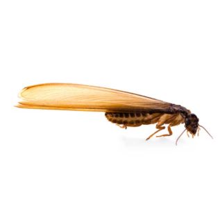 An Eastern subterranean termite on a white background