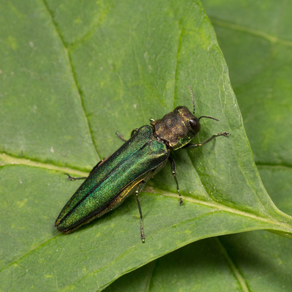 Emerald Ash Borer identification in Kalamazoo |  Griffin Pest Solutions