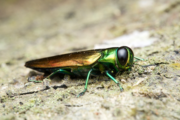 Emerald Ash Borer