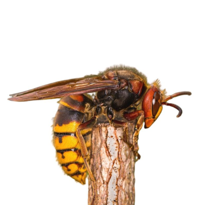 A European hornet on a white background