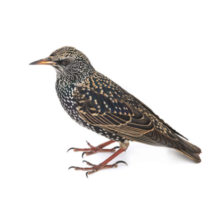 European Starling identification in Kalamazoo | Griffin Pest Solutions