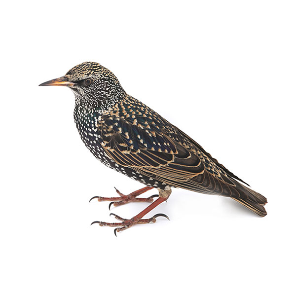 European Starling identification in Kalamazoo |  Griffin Pest Solutions
