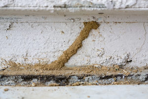 how termites get into your home over winter