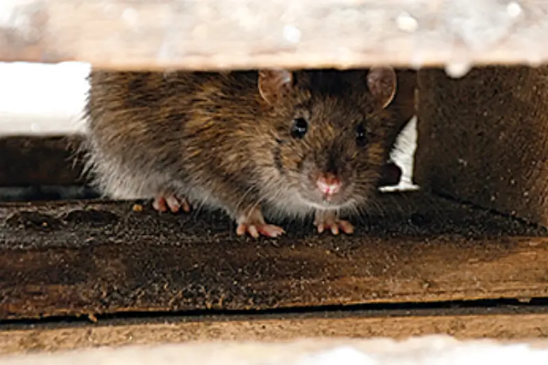 Rodent hiding between wooden blocks
