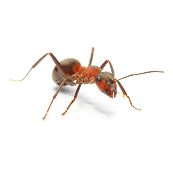 Field Ant identification in Kalamazoo |  Griffin Pest Solutions