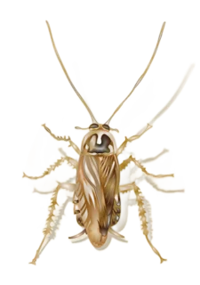 Illustration of a field cockroach on a white background - Keep pests away from your home with Griffin Pest Solutions in Michigan