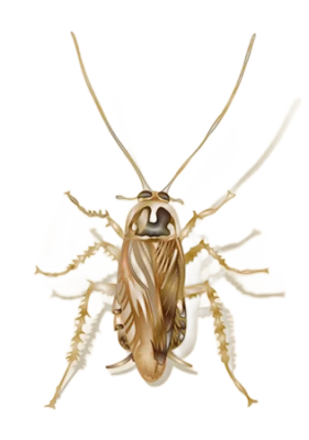 Illustration of a field cockroach on a white background - Keep pests away from your home with Griffin Pest Solutions in Michigan