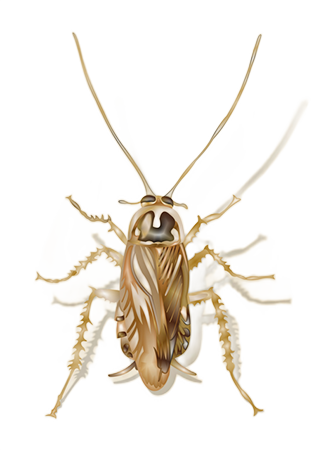 Illustration of a field cockroach on a white background - Keep pests away from your home with Griffin Pest Solutions in Michigan