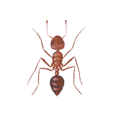 Fire Ant identification in Kalamazoo |  Griffin Pest Solutions