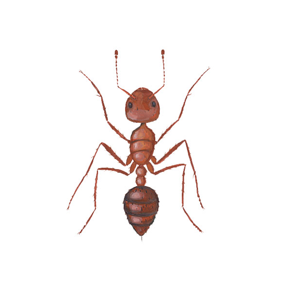 Fire Ant identification in Kalamazoo |  Griffin Pest Solutions