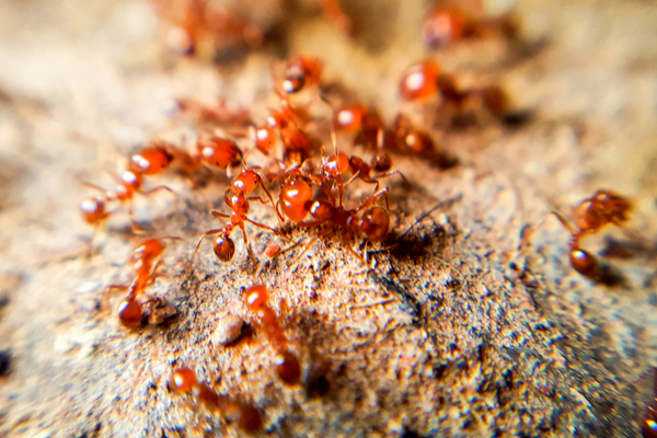 Fire  ants can be threatening because they have a stinger and occasionally use it on people