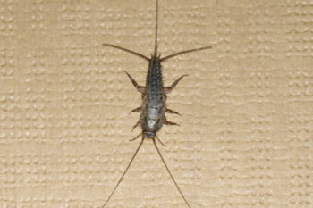 Close up of firebrat