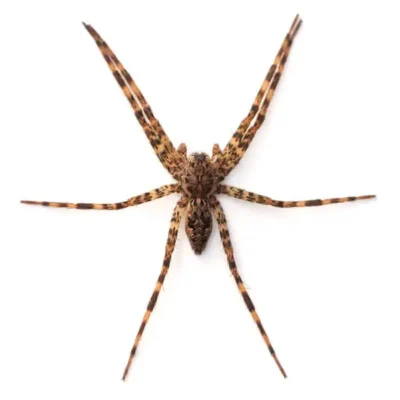 A fishing spider on a white background