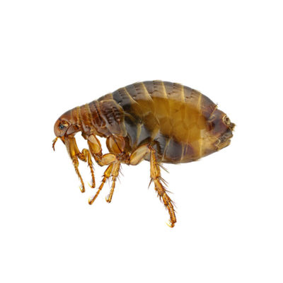 A flea on a white background