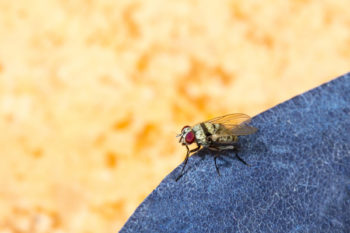 where do spring fly problems come from? Griffin Pest Solutions in Kalamazoo answers