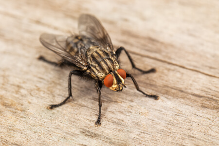 Fly Identification in your area