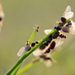 Flying ants on a blade of grass
