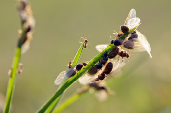 Flying ants on a blade of grass