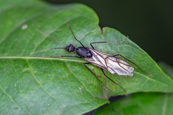 Why can some ants fly?