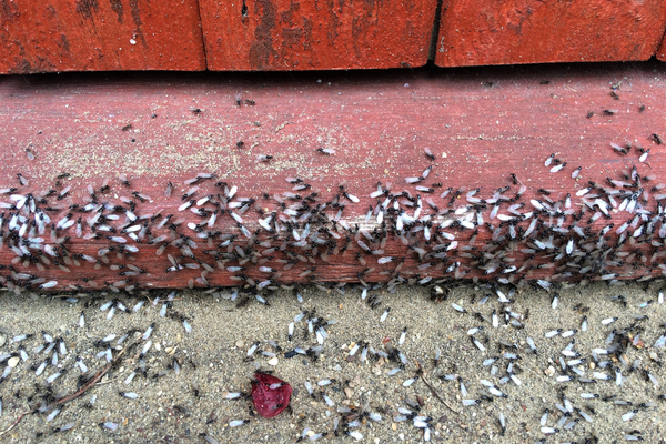 Flying ants take over Michigan