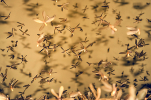 Flying termites alate swarm
