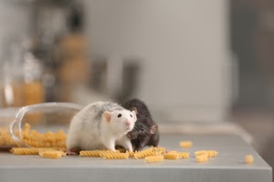 Mice eating noodles from a bag in a pantry