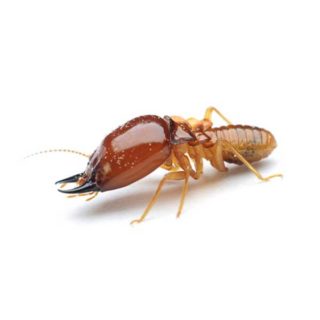 Formosan termite identification in Kalamazoo | Griffin Pest Solutions