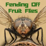 Fending off Fruit Flies