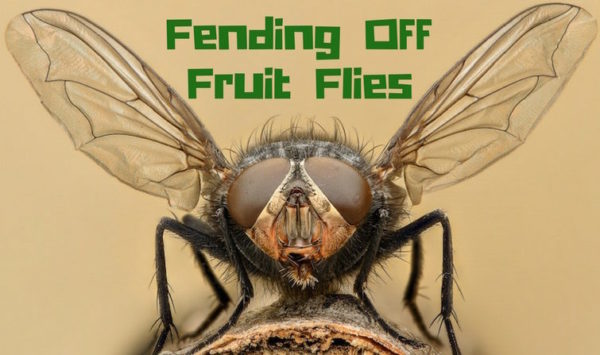 Fending off Fruit Flies