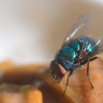 Fly attracted to food in kitchen