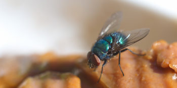 Fly attracted to food in kitchen