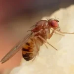 A close up image of fruit fly in Michigan Home