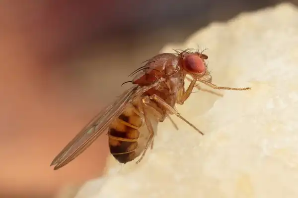 A close up image of fruit fly in Michigan Home