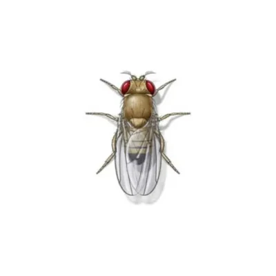 A fruit fly illustration isolated on a white background
