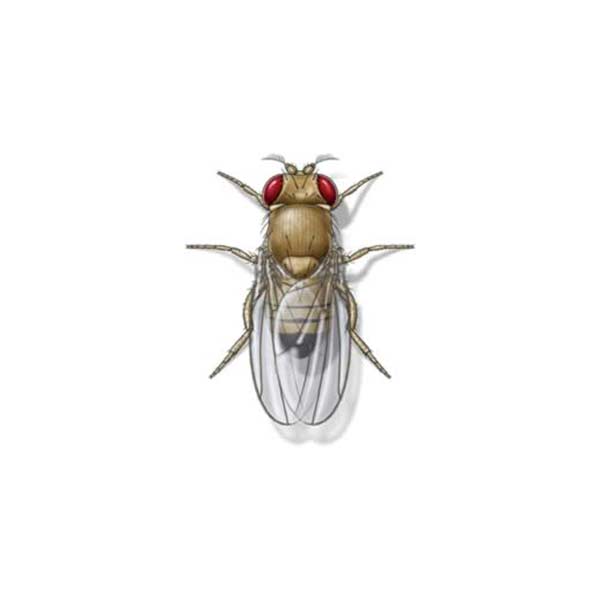 Fruit Fly identification in Kalamazoo |  Griffin Pest Solutions